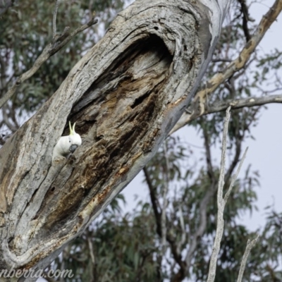 Cacatua galerita (Sulphur-crested Cockatoo) at Red Hill Nature Reserve - 19 Jul 2019 by BIrdsinCanberra
