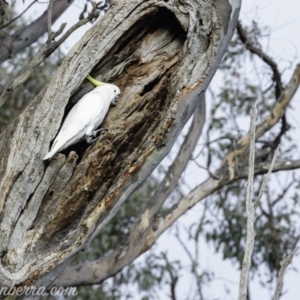 Cacatua galerita at Deakin, ACT - 20 Jul 2019