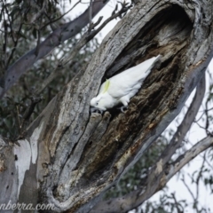 Cacatua galerita at Deakin, ACT - 20 Jul 2019