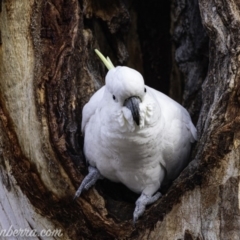 Cacatua galerita (Sulphur-crested Cockatoo) at Hughes, ACT - 19 Jul 2019 by BIrdsinCanberra