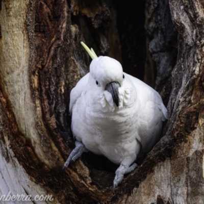 Cacatua galerita (Sulphur-crested Cockatoo) at Red Hill Nature Reserve - 20 Jul 2019 by BIrdsinCanberra