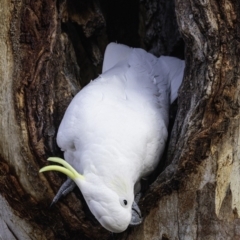 Cacatua galerita at Hughes, ACT - 20 Jul 2019