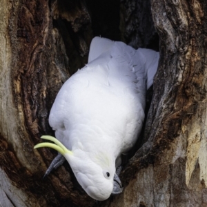 Cacatua galerita at Hughes, ACT - 20 Jul 2019 09:02 AM