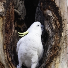 Cacatua galerita at Hughes, ACT - 20 Jul 2019 09:02 AM