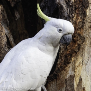 Cacatua galerita at Hughes, ACT - 20 Jul 2019 09:02 AM