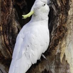 Cacatua galerita at Hughes, ACT - 20 Jul 2019