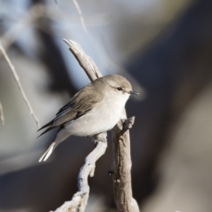 Microeca fascinans at Michelago, NSW - 19 Jul 2019