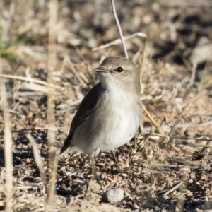 Microeca fascinans at Michelago, NSW - 19 Jul 2019