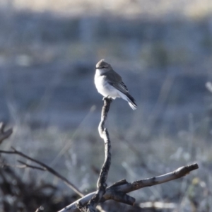 Microeca fascinans at Michelago, NSW - 19 Jul 2019