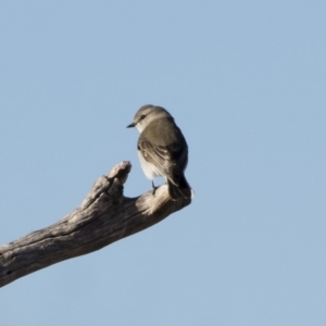 Microeca fascinans at Michelago, NSW - 19 Jul 2019