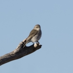 Microeca fascinans at Michelago, NSW - 19 Jul 2019