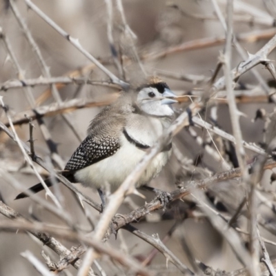 Stizoptera bichenovii (Double-barred Finch) at Michelago, NSW - 28 Jul 2019 by Illilanga