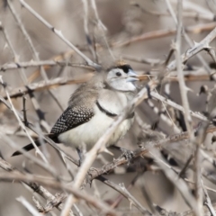 Stizoptera bichenovii (Double-barred Finch) at Illilanga & Baroona - 28 Jul 2019 by Illilanga