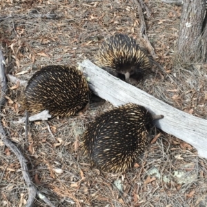 Tachyglossus aculeatus at Majura, ACT - 26 Jul 2019