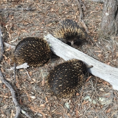 Tachyglossus aculeatus (Short-beaked Echidna) at Mount Majura - 26 Jul 2019 by JenniM