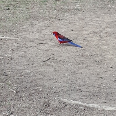 Platycercus elegans (Crimson Rosella) at Wingecarribee Local Government Area - 30 Jul 2019 by KarenG