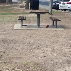 Platycercus elegans at Berrima - 30 Jul 2019 12:50 PM