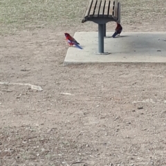 Platycercus elegans at Berrima - 30 Jul 2019 12:50 PM