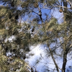 Pteropus poliocephalus (Grey-headed Flying-fox) at Tewantin, QLD - 30 Jul 2019 by JBudgie