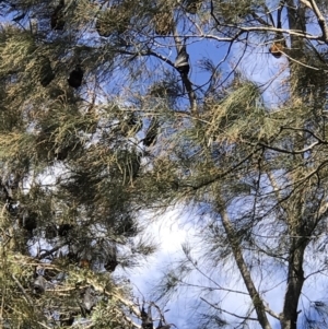 Pteropus poliocephalus at Wallace Park Bushland Reserve - 30 Jul 2019 12:35 PM
