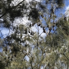 Pteropus poliocephalus at Wallace Park Bushland Reserve - 30 Jul 2019