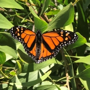 Danaus plexippus at Tewantin, QLD - 30 Jul 2019 12:39 PM