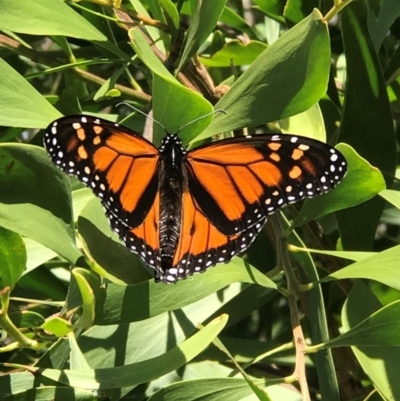 Danaus plexippus (Monarch) at Tewantin, QLD - 30 Jul 2019 by JBudgie