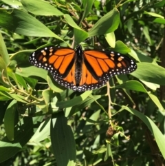 Danaus plexippus at Tewantin, QLD - 30 Jul 2019 12:39 PM