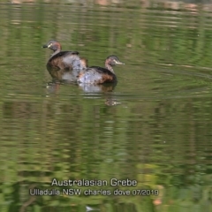 Tachybaptus novaehollandiae (Australasian Grebe) at Ulladulla, NSW - 26 Jul 2019 by CharlesDove