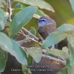 Gerygone mouki (Brown Gerygone) at Wairo Beach and Dolphin Point - 23 Jul 2019 by CharlesDove
