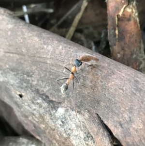 Myrmecia nigrocincta at Doonan, QLD - 30 Jul 2019 04:15 PM