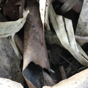 Myrmecia nigrocincta at Doonan, QLD - 30 Jul 2019 04:15 PM