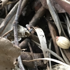 Myrmecia nigrocincta at Doonan, QLD - 30 Jul 2019 04:15 PM