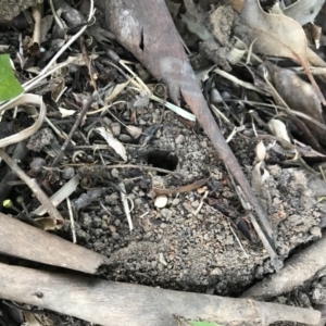 Myrmecia nigrocincta at Doonan, QLD - 30 Jul 2019 04:15 PM