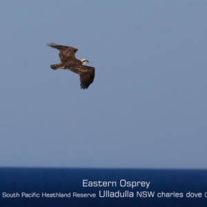 Pandion haliaetus at Ulladulla, NSW - 25 Jul 2019