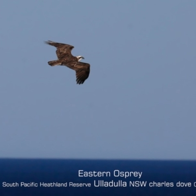 Pandion haliaetus (Osprey) at Ulladulla, NSW - 24 Jul 2019 by Charles Dove