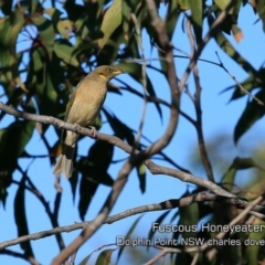 Ptilotula fusca (Fuscous Honeyeater) at Dolphin Point, NSW - 23 Jul 2019 by Charles Dove