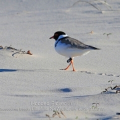 Charadrius rubricollis (Hooded Plover) at Ulladulla, NSW - 24 Jul 2019 by CharlesDove