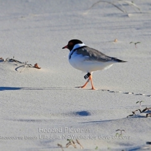 Charadrius rubricollis at suppressed - suppressed