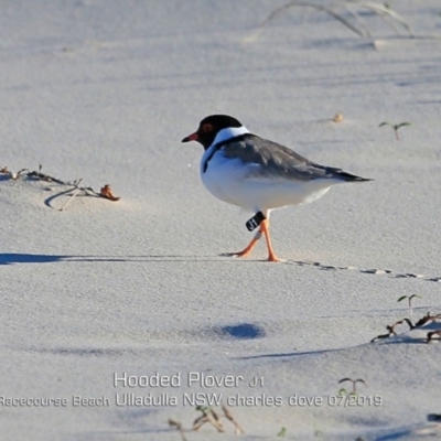 Charadrius rubricollis (Hooded Plover) at Ulladulla, NSW - 24 Jul 2019 by CharlesDove