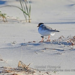 Charadrius rubricollis at suppressed - suppressed