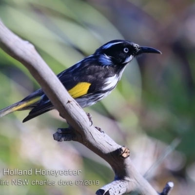 Phylidonyris novaehollandiae (New Holland Honeyeater) at Wairo Beach and Dolphin Point - 24 Jul 2019 by CharlesDove