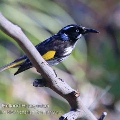 Phylidonyris novaehollandiae (New Holland Honeyeater) at Wairo Beach and Dolphin Point - 23 Jul 2019 by Charles Dove