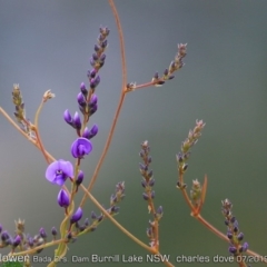 Hardenbergia violacea (False Sarsaparilla) at Burrill Lake, NSW - 28 Jul 2019 by CharlesDove