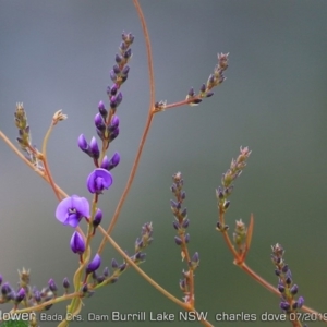 Hardenbergia violacea at Burrill Lake, NSW - 28 Jul 2019 12:00 AM