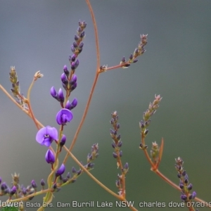 Hardenbergia violacea at Burrill Lake, NSW - 28 Jul 2019