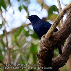 Ptilonorhynchus violaceus (Satin Bowerbird) at Wairo Beach and Dolphin Point - 28 Jul 2019 by CharlesDove