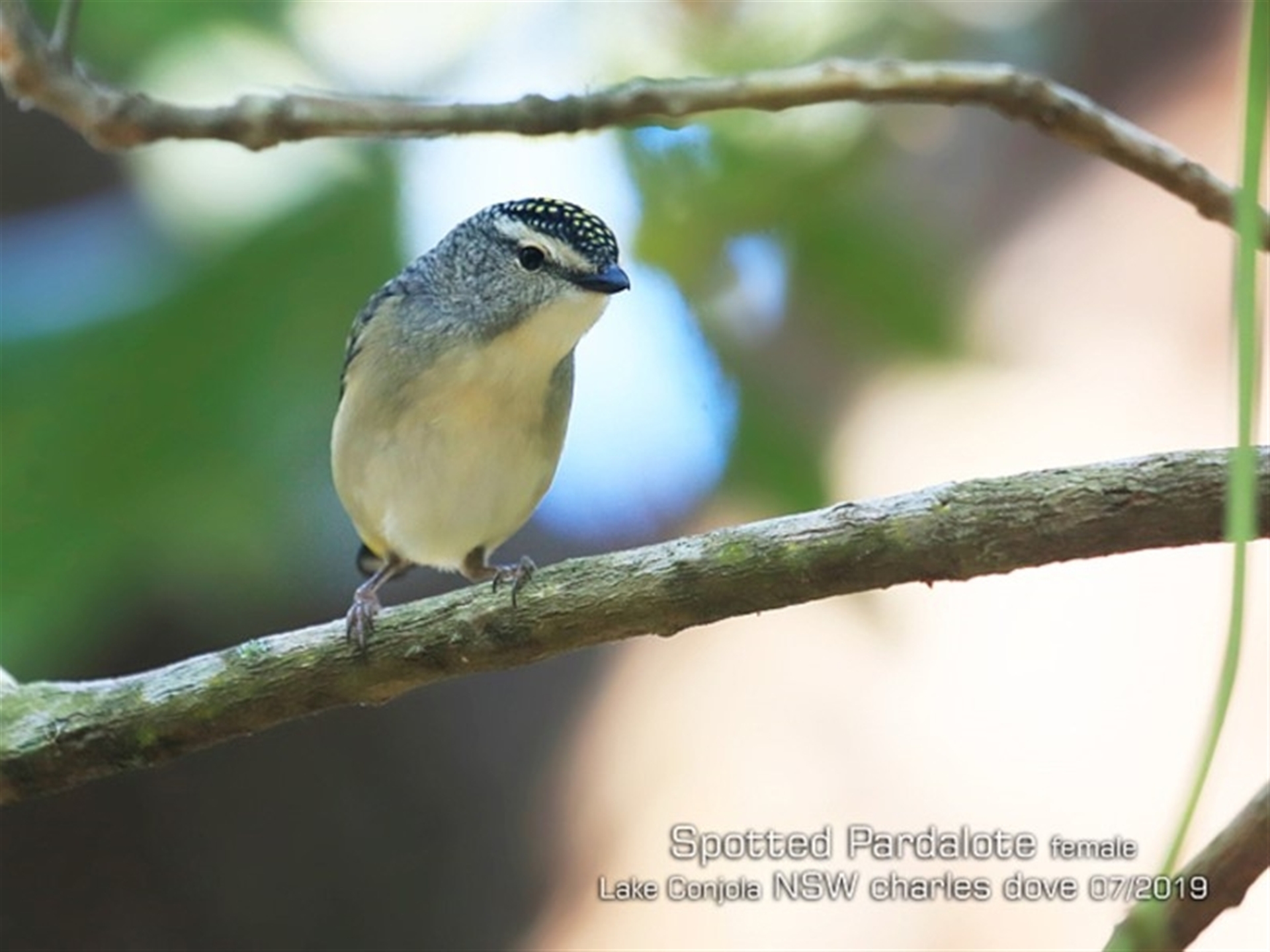 Pardalotus punctatus at Lake Conjola, NSW - 24 Jul 2019 12:00 AM