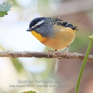 Pardalotus punctatus at Lake Conjola, NSW - 24 Jul 2019 12:00 AM