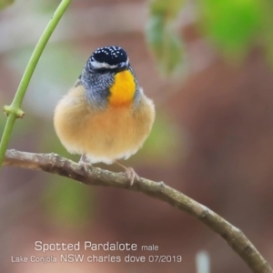 Pardalotus punctatus at Lake Conjola, NSW - 24 Jul 2019